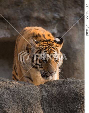 向かって来るトラの子 122989947