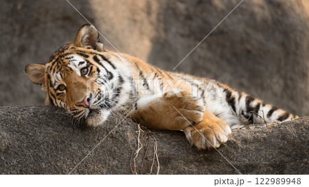 横になるトラの子 横になるトラの子 122989948
