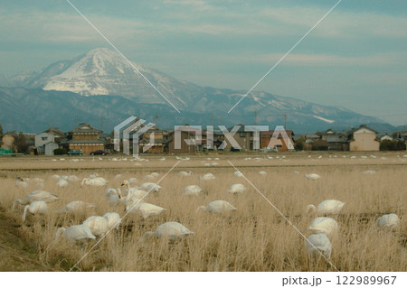 田んぼで餌を探すコハクチョウ達と伊吹山が見える風景 田んぼで餌を探すコハクチョウ達と伊吹山が見える風景 122989967