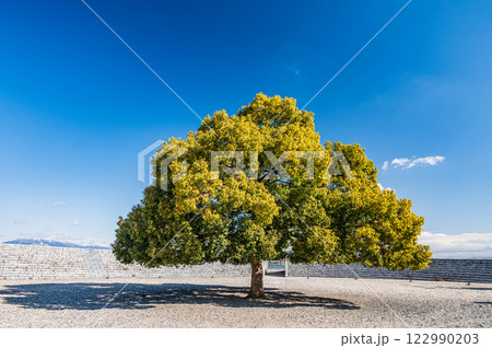 大津港シンボル緑地公園の木 大津市 大津港シンボル緑地公園の木 大津市 122990203