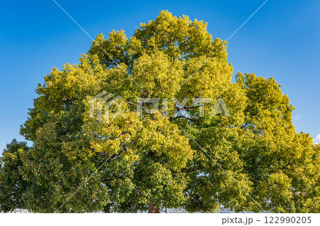 大津港シンボル緑地公園の木　大津市 122990205