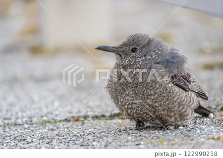 イソヒヨドリ（メス）　大津市琵琶湖岸 122990218