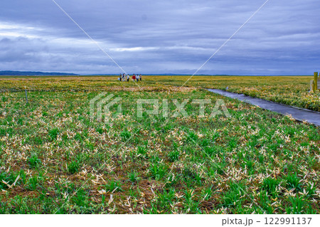 サロベツ原生花園 サロベツ原生花園 122991137