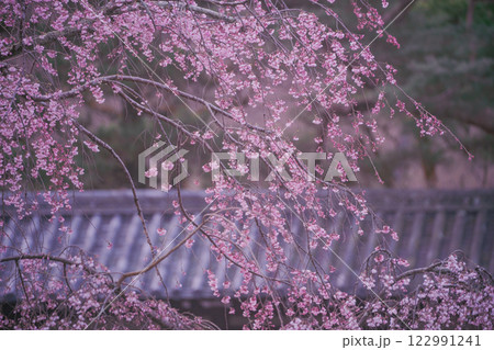 春爛漫の京都御所の桜を撮影 122991241