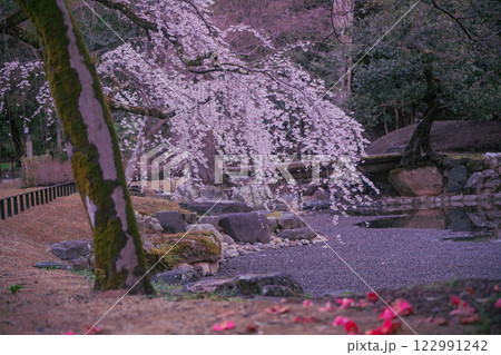 春爛漫の京都御所の桜を撮影 122991242