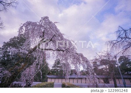 春爛漫の京都御所の桜を撮影 122991248