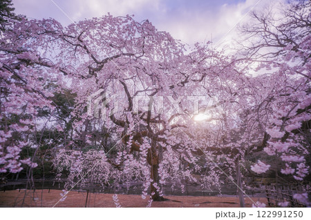 春爛漫の京都御所の桜を撮影 春爛漫の京都御所の桜を撮影 122991250