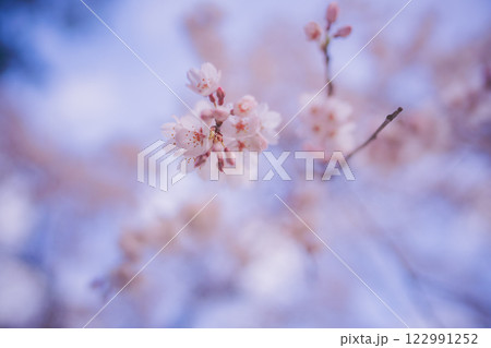 春爛漫の京都御所の桜を撮影 122991252