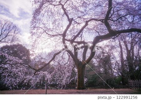 春爛漫の京都御所の桜を撮影 122991256