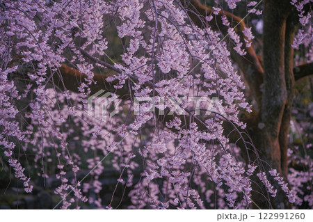 春爛漫の京都御所の桜を撮影 春爛漫の京都御所の桜を撮影 122991260