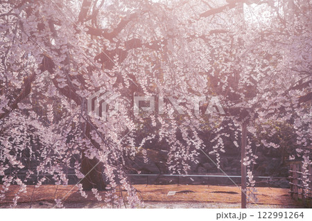 春爛漫の京都御所の桜を撮影 122991264