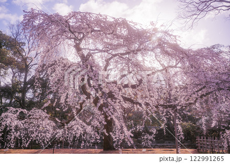 春爛漫の京都御所の桜を撮影 122991265