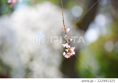 春爛漫の京都御所の桜を撮影 122991325