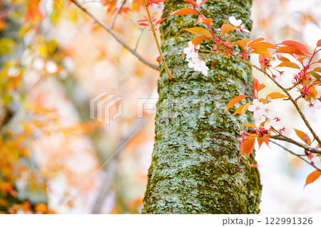 春爛漫の京都御所の桜を撮影 122991326