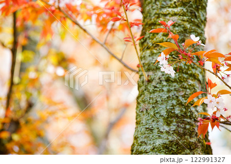 春爛漫の京都御所の桜を撮影 122991327