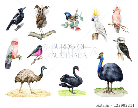 Australian birds watercolor illustration set. Hand drawn various native birds of Australia. Vintage style cockatoo, kookaburra, cassowary, emu, lyrebird, black swan bird, magpie on white background 122992211