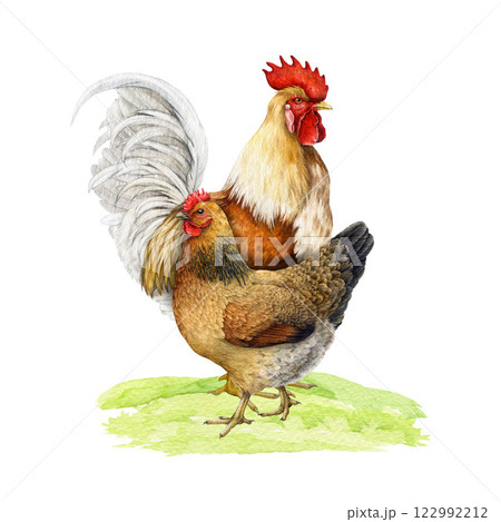 Chicken family group on grassy ground watercolor illustration. Hand drawn beautiful rooster with hen standing on grassy ground. Farm birds vintage style illustration isolated on white background Chicken family group on grassy ground watercolor illustration. Hand drawn beautiful rooster with hen standing on grassy ground. Farm birds vintage style illustration isolated on white background 122992212