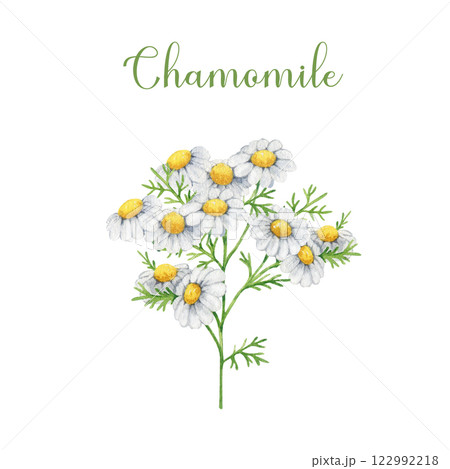 Chamomile herb stem with flowers and leaves watercolor illustration element. Painted Matricaria chamomilla medicinal organic natural plant on white background. Vintage style chamomile illustration Chamomile herb stem with flowers and leaves watercolor illustration element. Painted Matricaria chamomilla medicinal organic natural plant on white background. Vintage style chamomile illustration 122992218