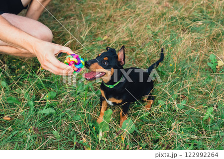 Happy dog running outdoors with ball dog toy in mouth. Active pet enjoying summertime outdoors. Puppy in green meadow playful companionship 122992264