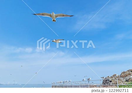 【青森県八戸市蕪島】うみねこ繁殖地の春 【青森県八戸市蕪島】うみねこ繁殖地の春 122992711
