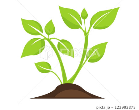 Growing green plants in soil showcasing healthy foliage and new buds in a simple illustration of nature s beauty 122992875