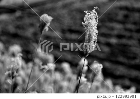 枯れ尾花 122992981