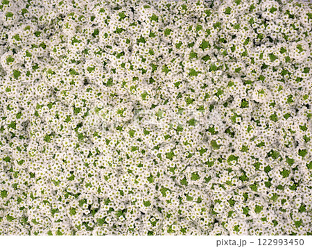 アリッサムの花苗 アリッサムの花苗 122993450