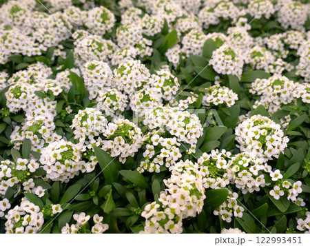 アリッサムの花苗 122993451
