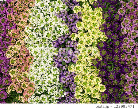 アリッサムの花苗 122993471
