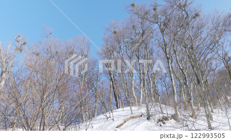 青い空と雪山の木々 2025年2月15日 鳥取県大山の元谷で撮影 青い空と雪山の木々 2025年2月15日 鳥取県大山の元谷で撮影 122993505