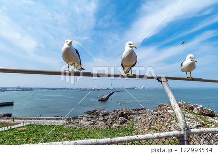 【青森県八戸市蕪島】うみねこ繁殖地の春 122993534