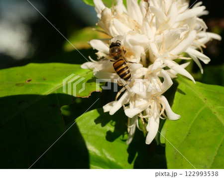 Honey bee on Robusta coffee blossom on tree plant with green leaf with black color in background. Petals and white stamens of blooming flowers 122993538