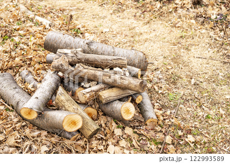 山 森 手入れ 枝打ち イメージ 122993589