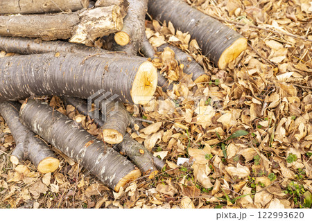 山 森 手入れ 枝打ち イメージ 山 森 手入れ 枝打ち イメージ 122993620