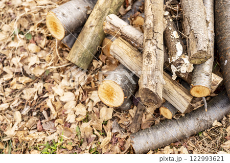 山 森 手入れ 枝打ち イメージ 122993621