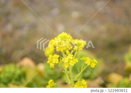 菜の花 なのはな 春 花 イメージ 122993651