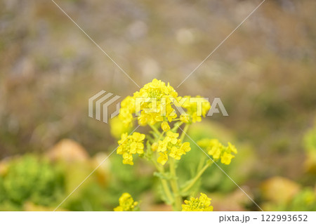 菜の花 なのはな 春 花 イメージ 122993652