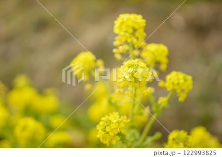 菜の花 なのはな 春 花 イメージ 122993825