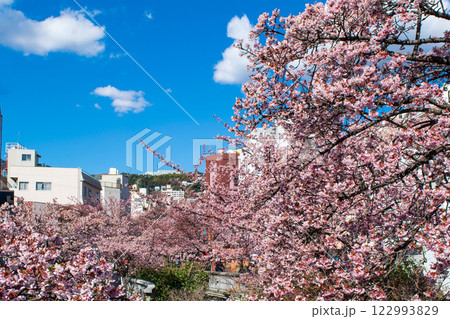 静岡県熱海市　あたみ桜　糸川遊歩道　2月上旬 122993829