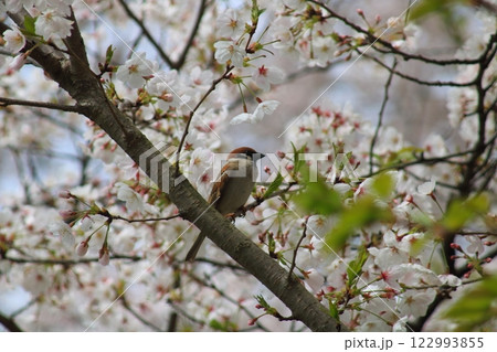 桜の木にとまるスズメ 122993855
