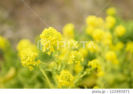 菜の花 なのはな 春 花 イメージ 菜の花 なのはな 春 花 イメージ 122993871