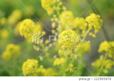 菜の花 なのはな 春 花 イメージ 122993878