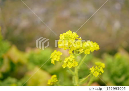 菜の花 なのはな 春 花 イメージ 122993905