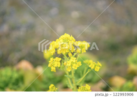 菜の花 なのはな 春 花 イメージ 122993906