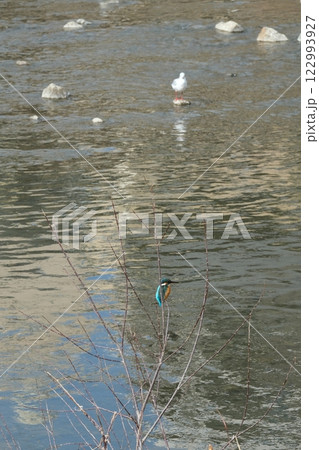 鴨川のカワセミとユリカモメ 122993927