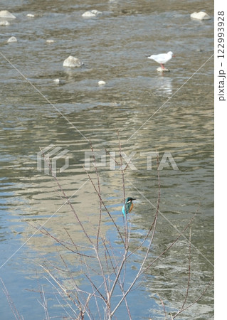 鴨川のカワセミとユリカモメ 鴨川のカワセミとユリカモメ 122993928