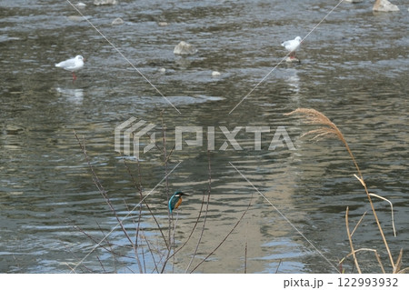 鴨川のカワセミとユリカモメ 鴨川のカワセミとユリカモメ 122993932