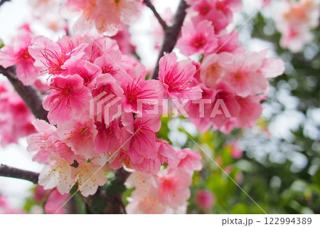 【沖縄】満開の寒緋桜 122994389