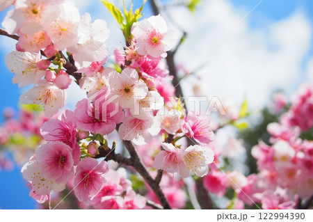 【沖縄】満開の寒緋桜 122994390