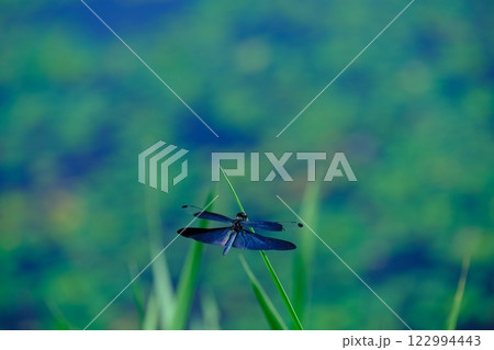 平の沢池のチョウトンボ 平の沢池のチョウトンボ 122994443